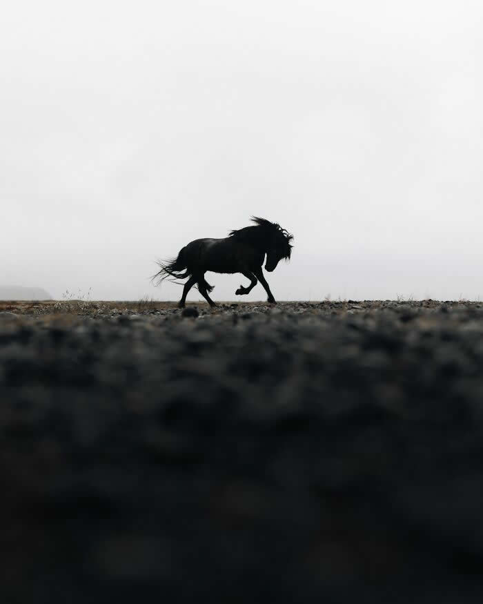 A black Icelandic horse running across a barren landscape, captured in silhouette against a pale overcast sky with dramatic minimalist composition.