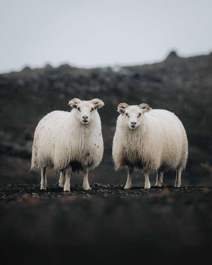 Two fluffy white Icelandic sheep standing side by side on dark rugged terrain, staring directly toward the camera with rocky hills blurred in the background.