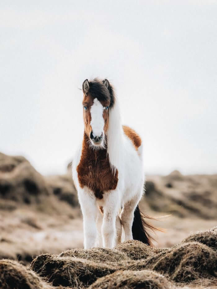 A brown-and-white Icelandic horse standing on rugged grassy terrain, facing the camera against a soft and cloudy sky.