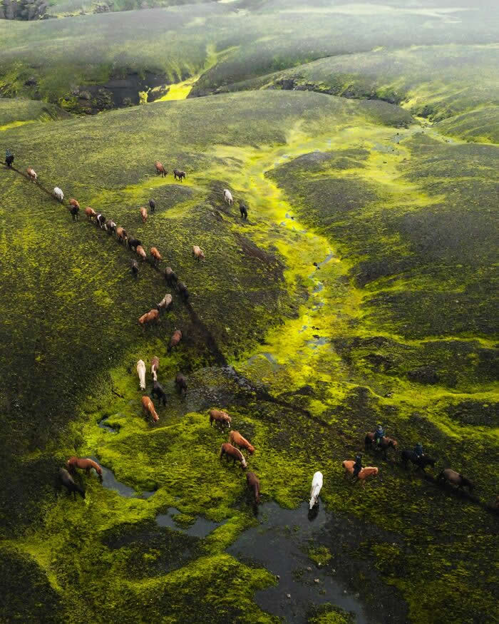 An aerial view of Icelandic horses moving across vivid green moss-covered hills and winding streams in Iceland&rsquo;s dramatic highland landscape.