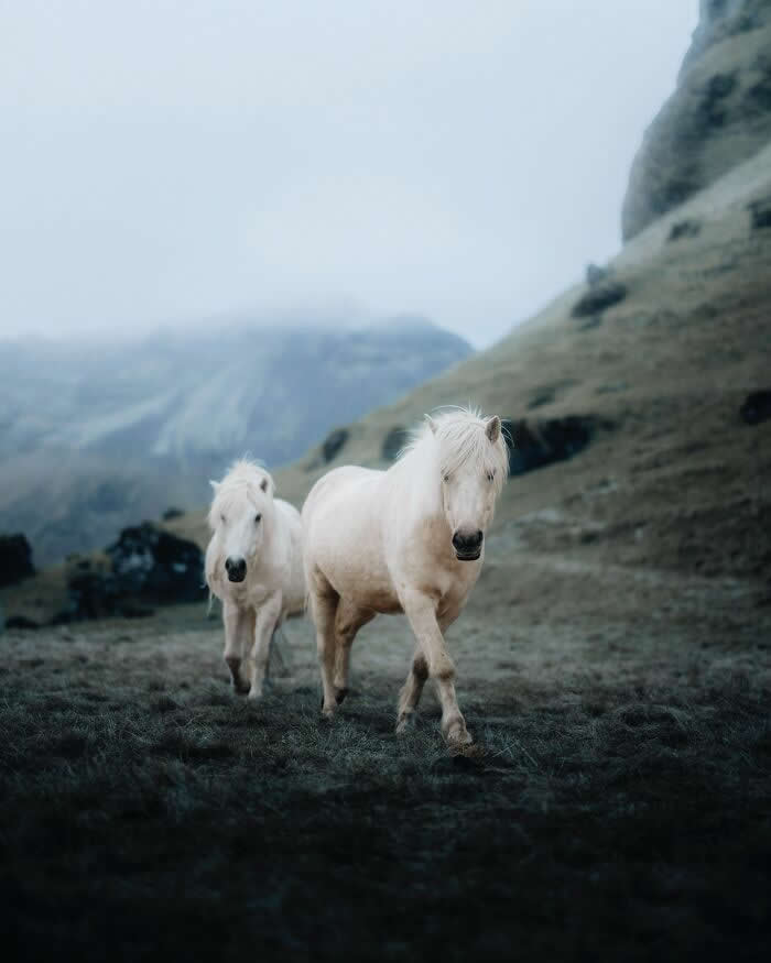 Two white Icelandic horses walking across a misty mountain landscape, surrounded by soft fog and rugged highland scenery.