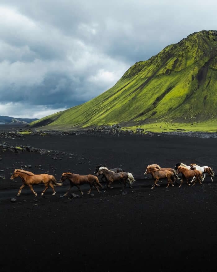A group of Icelandic horses running across black volcanic sand with towering green mountains and dramatic cloudy skies in the background.