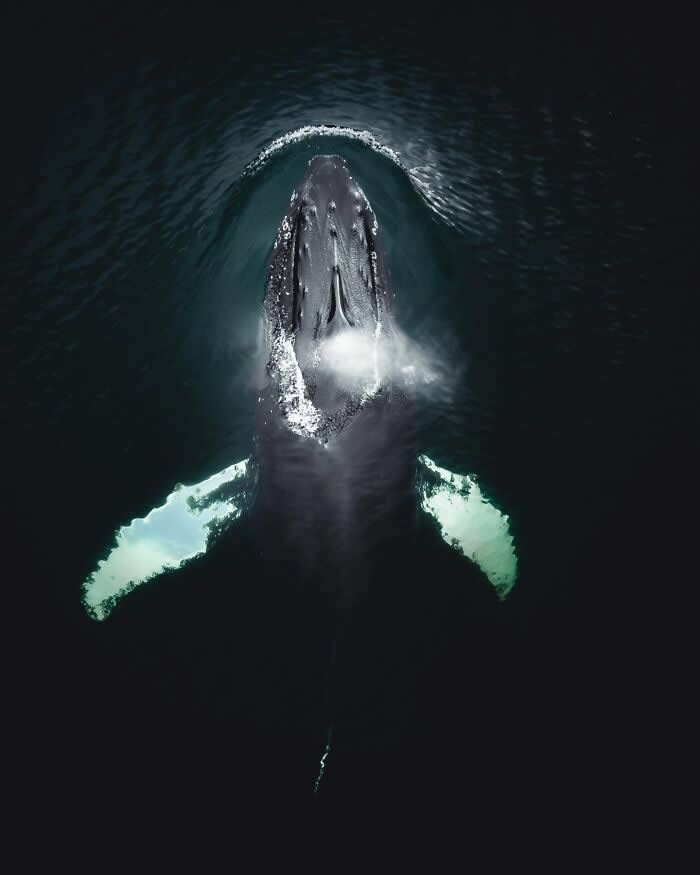 An aerial view of a humpback whale surfacing in deep dark ocean water, with glowing white fins visible beneath the surface.
