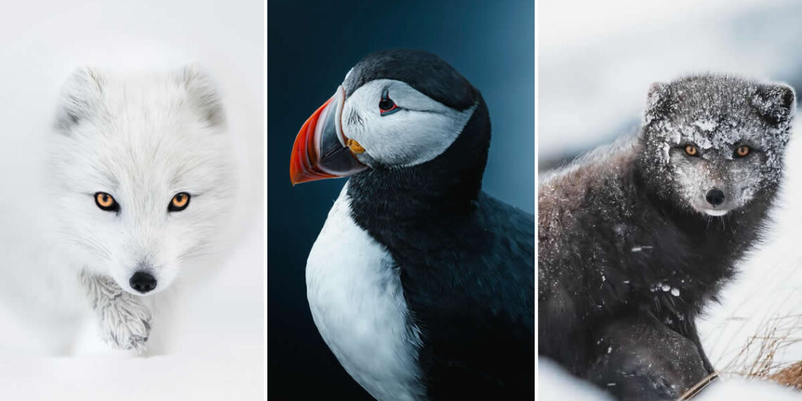 Incredible Wildlife Moments Captured by Gunnar Freyr Gunnarsson