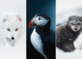 Incredible Wildlife Moments Captured by Gunnar Freyr Gunnarsson