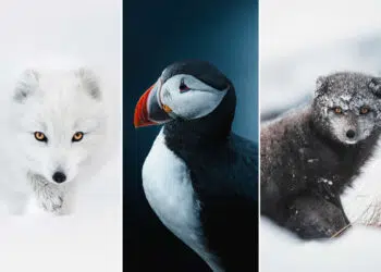 Incredible Wildlife Moments Captured by Gunnar Freyr Gunnarsson