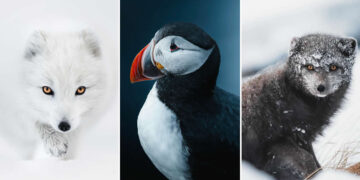 Incredible Wildlife Moments Captured by Gunnar Freyr Gunnarsson