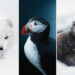 Incredible Wildlife Moments Captured by Gunnar Freyr Gunnarsson