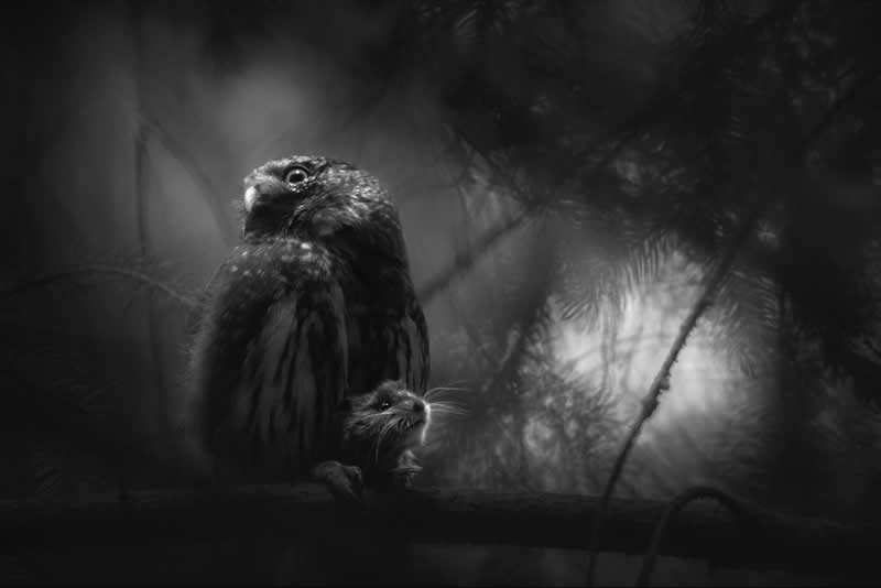 Luca Lorenz GDT Nature Photographer of the Year 2026 Winner 