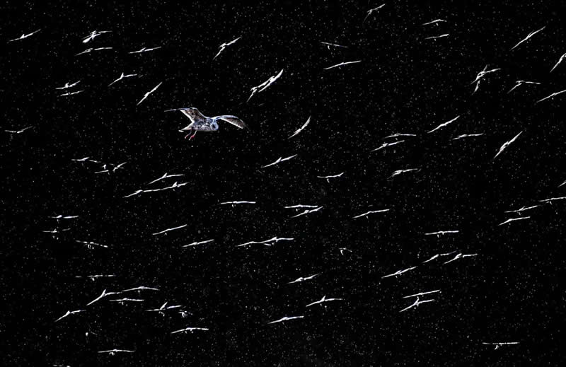 Luca Lorenz GDT Nature Photographer of the Year 2026 Winner 