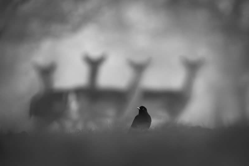Luca Lorenz GDT Nature Photographer of the Year 2026 Winner 