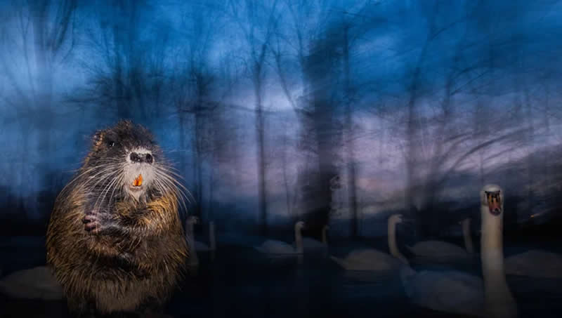 Luca Lorenz GDT Nature Photographer of the Year 2026 Winner 
