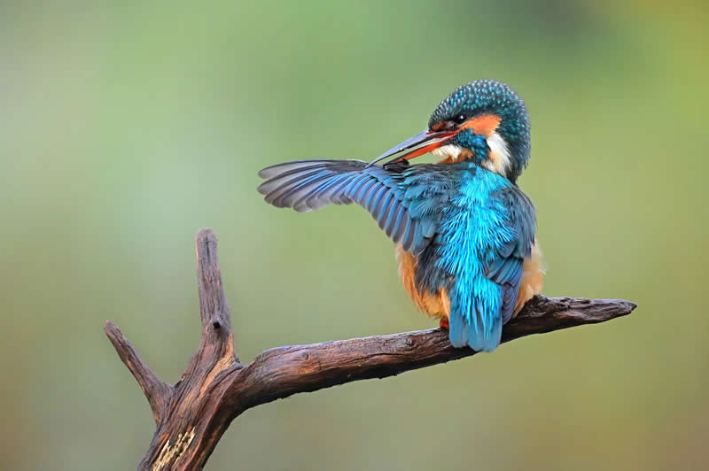 Luca Lorenz GDT Nature Photographer of the Year 2026 Winner 