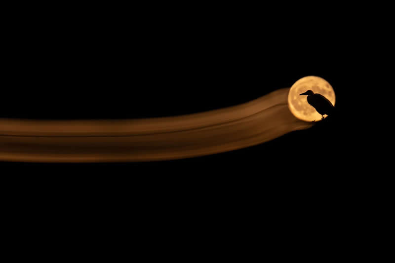 Luca Lorenz GDT Nature Photographer of the Year 2026 Winner 