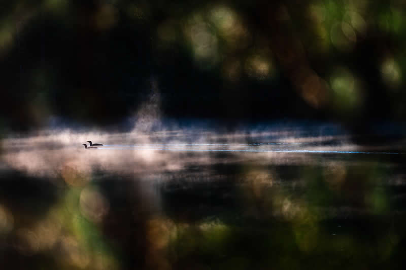 Luca Lorenz GDT Nature Photographer of the Year 2026 Winner 