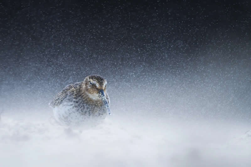Luca Lorenz GDT Nature Photographer of the Year 2026 Winner 