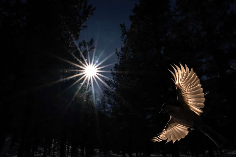 Luca Lorenz GDT Nature Photographer of the Year 2026 Winner 