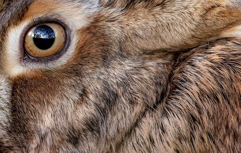 Luca Lorenz GDT Nature Photographer of the Year 2026 Winner 