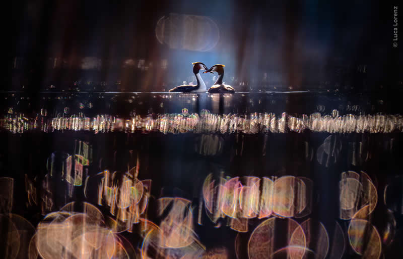 Luca Lorenz GDT Nature Photographer of the Year 2026 Winner 