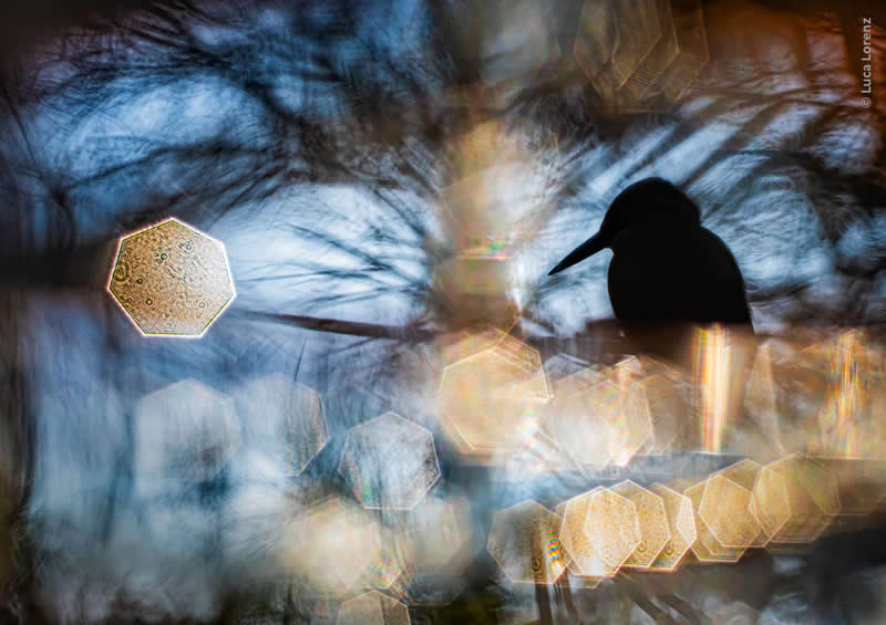 Luca Lorenz GDT Nature Photographer of the Year 2026 Winner 