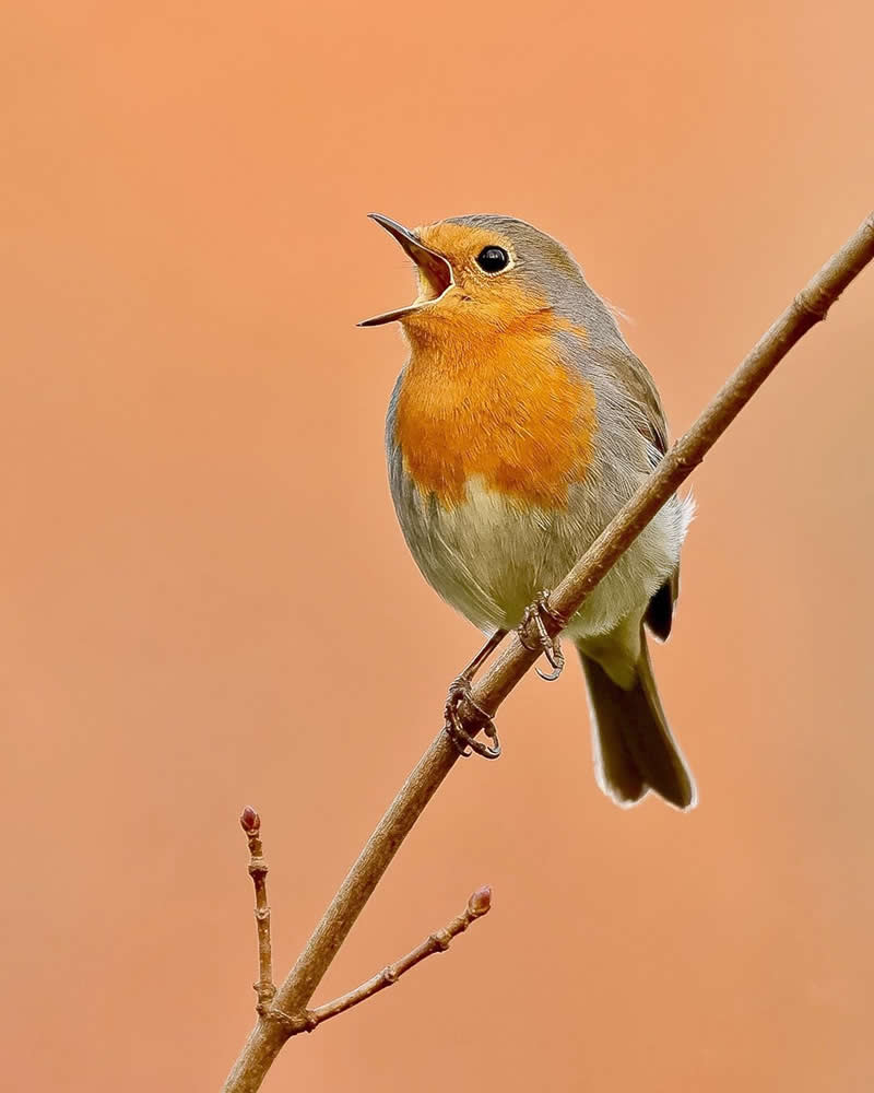 Luca Lorenz GDT Nature Photographer of the Year 2026 Winner 