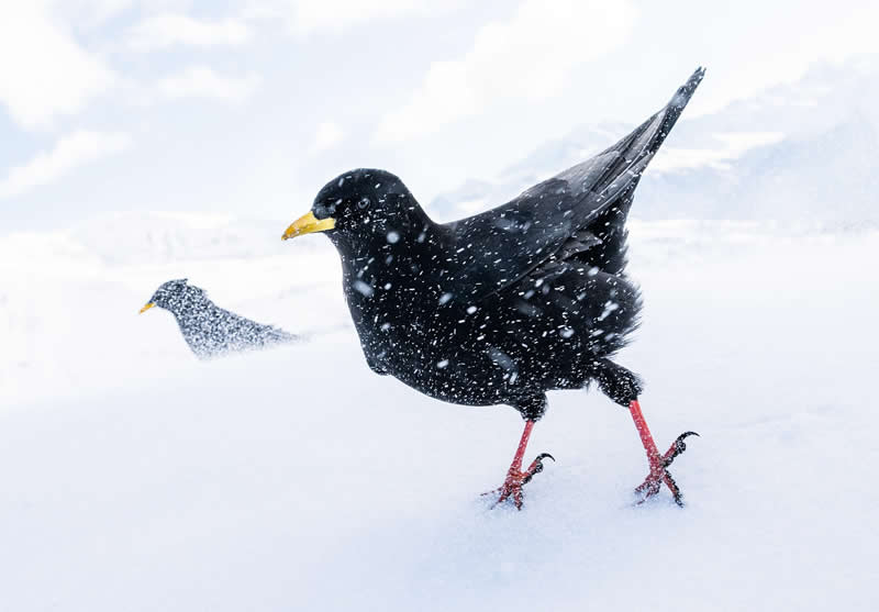Luca Lorenz GDT Nature Photographer of the Year 2026 Winner 