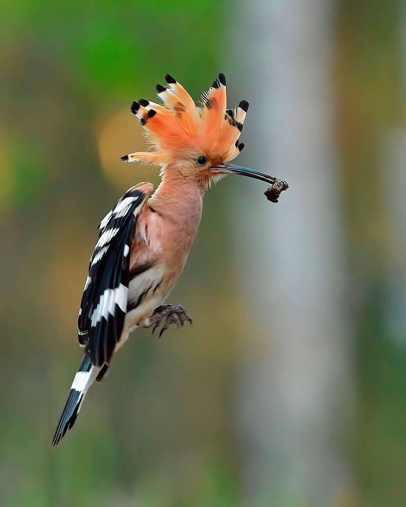 Luca Lorenz GDT Nature Photographer of the Year 2026 Winner 