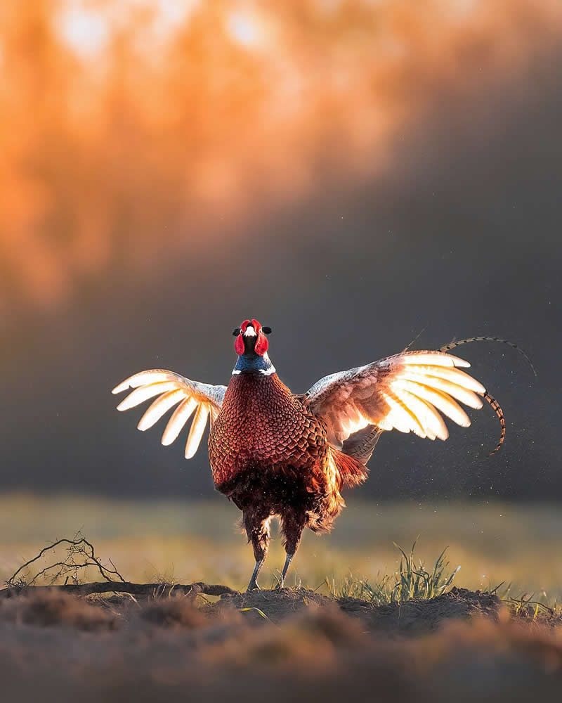 Luca Lorenz GDT Nature Photographer of the Year 2026 Winner 