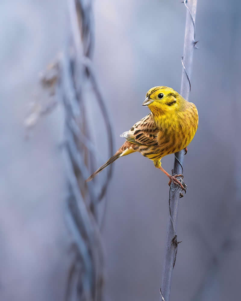 Luca Lorenz GDT Nature Photographer of the Year 2026 Winner 