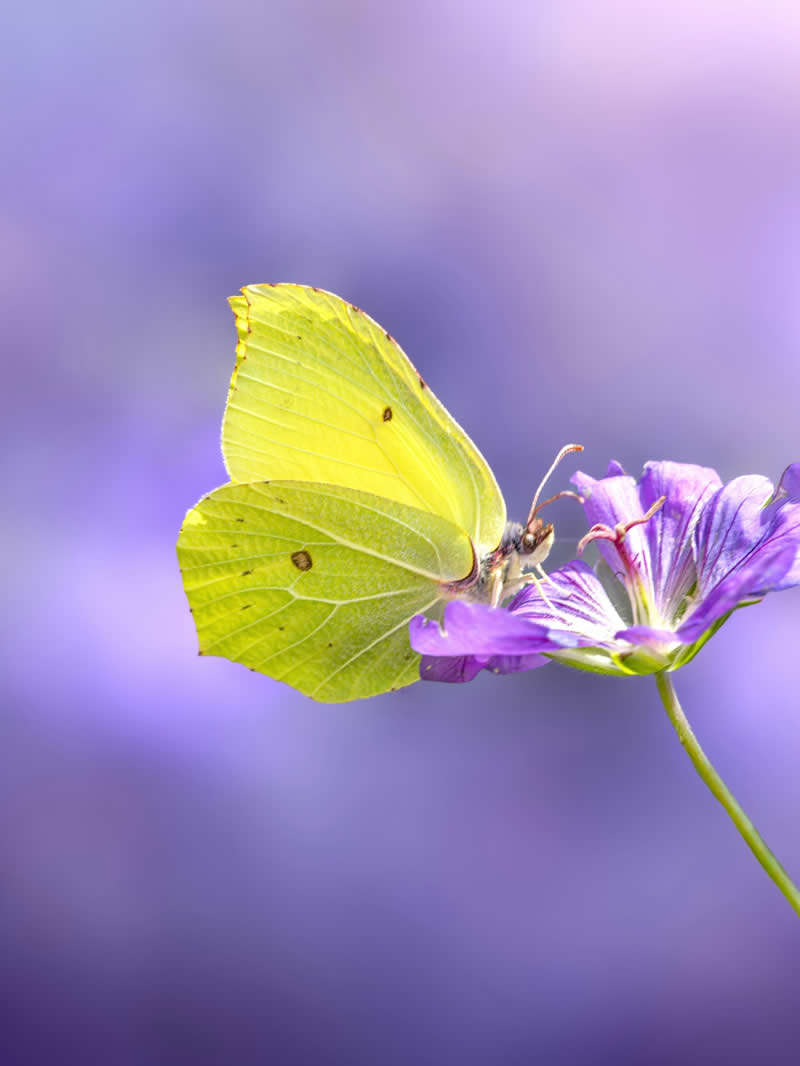 A delicate yellow butterfly resting on a soft purple flower, captured in dreamy macro detail against a smooth lavender background with gentle bokeh and pastel tones.