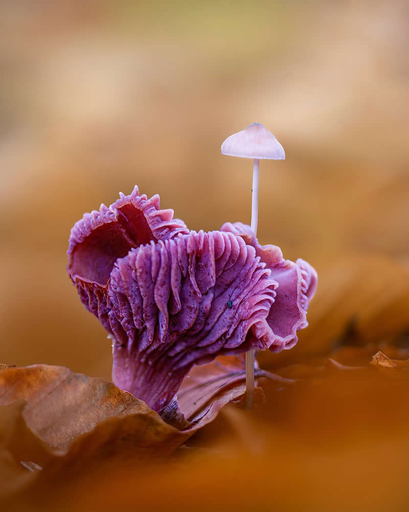 A dreamy macro photograph of delicate purple mushrooms emerging from warm autumn leaves, with soft golden bokeh creating an enchanting fairytale-like forest atmosphere.