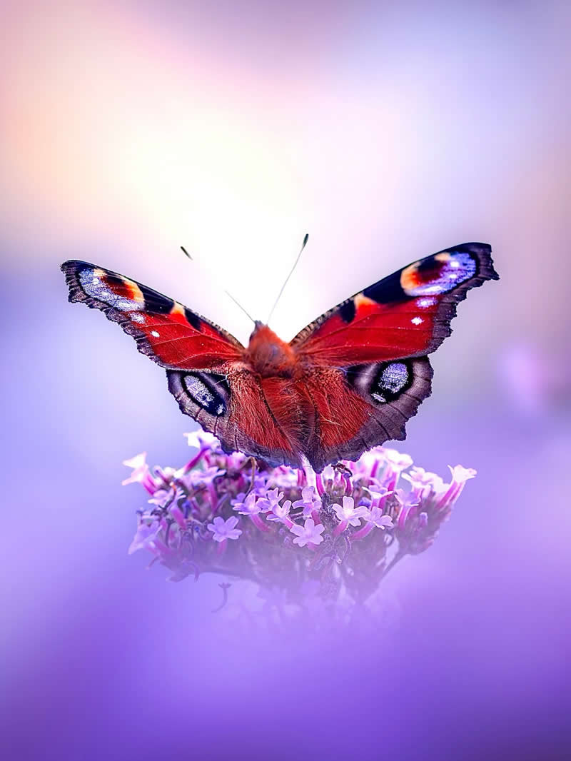 A vibrant macro photograph of a colorful butterfly with red, blue, and black patterned wings resting on tiny purple flowers, surrounded by dreamy pastel bokeh and soft glowing light.