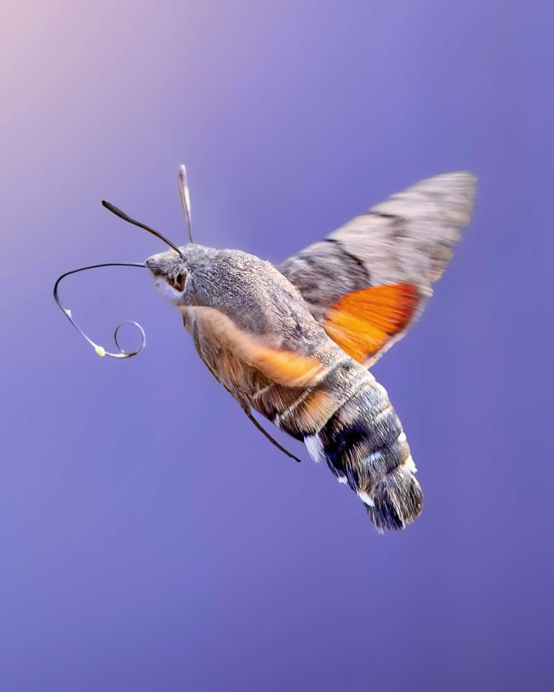 A striking macro photograph of a hummingbird hawk-moth hovering midair against a soft lavender background, with blurred wings and a curled proboscis creating a sense of motion and elegance.