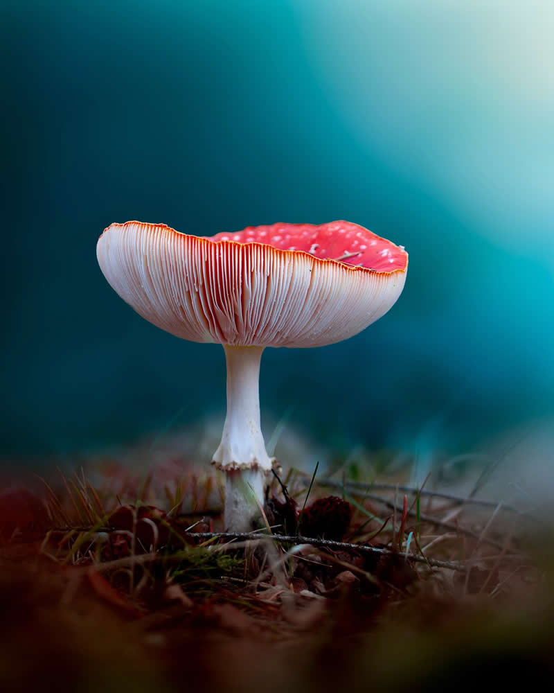 A dreamy macro photograph of a delicate red mushroom with intricate white gills standing on a forest floor, illuminated against a soft teal and turquoise bokeh background.