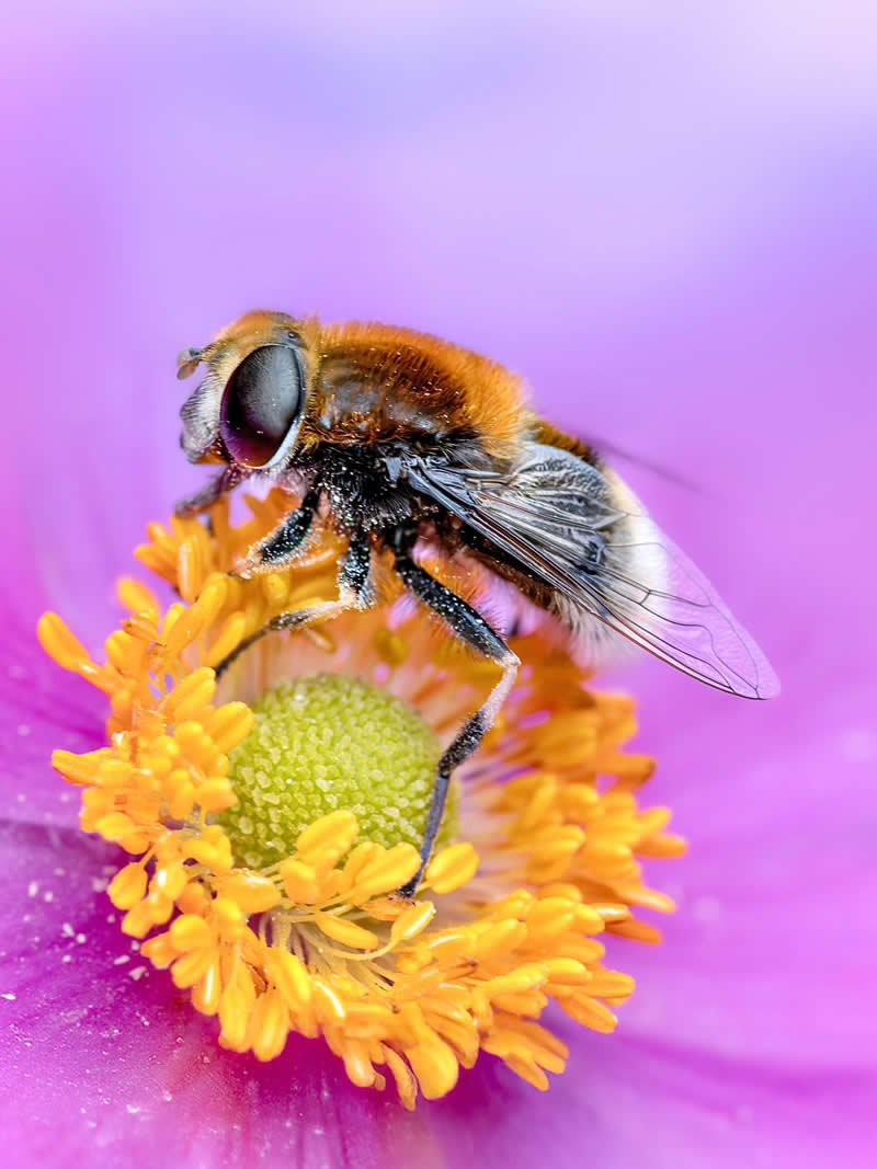 A vibrant macro photograph of a fuzzy hoverfly perched on the bright yellow center of a pink flower, with delicate wing details and a dreamy purple-pink blurred background.