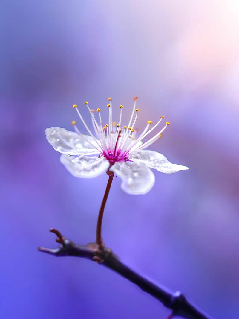 A delicate macro photograph of a tiny white blossom covered in dew drops, standing gracefully on a dark branch against a dreamy purple and blue pastel background.