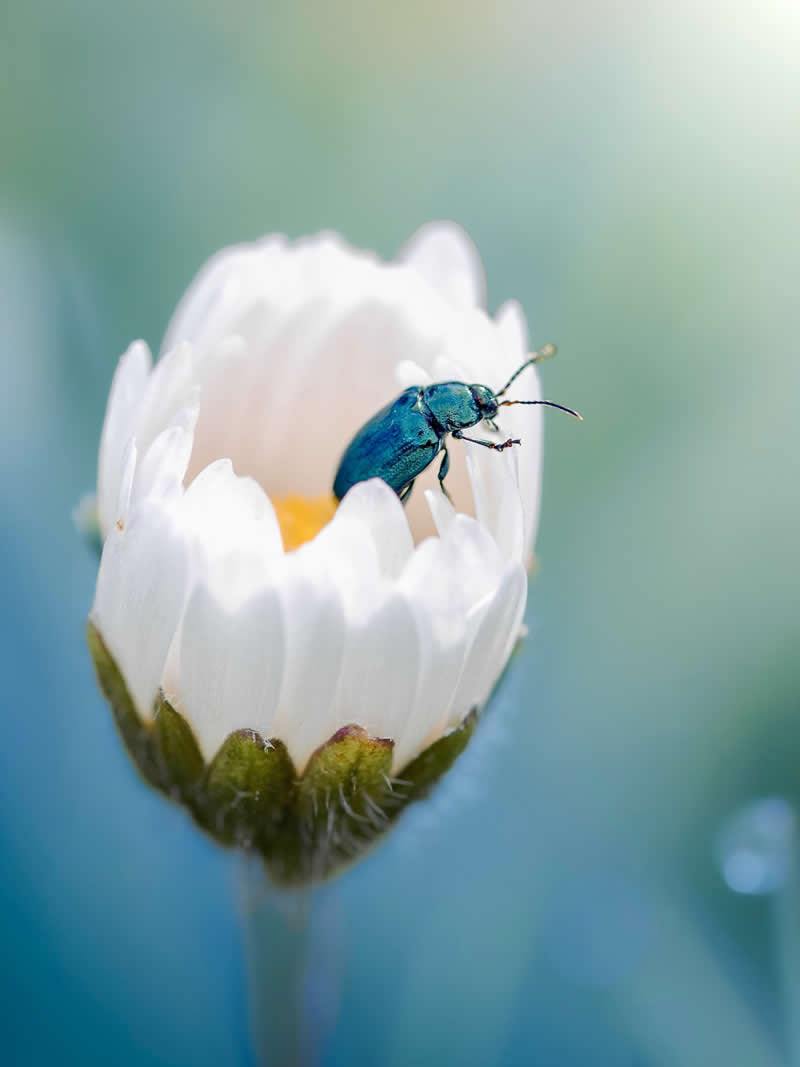 A dreamy macro photograph of a shimmering blue beetle resting inside a delicate white flower bud, surrounded by soft pastel green and blue bokeh with an ethereal atmosphere.