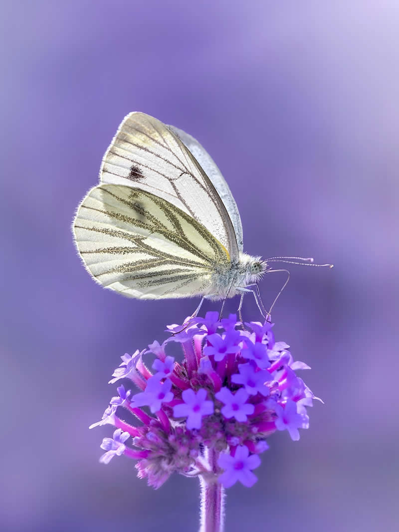 A delicate macro photograph of a pale white butterfly resting on tiny purple flowers, surrounded by dreamy lavender bokeh and soft pastel light that creates an ethereal atmosphere.