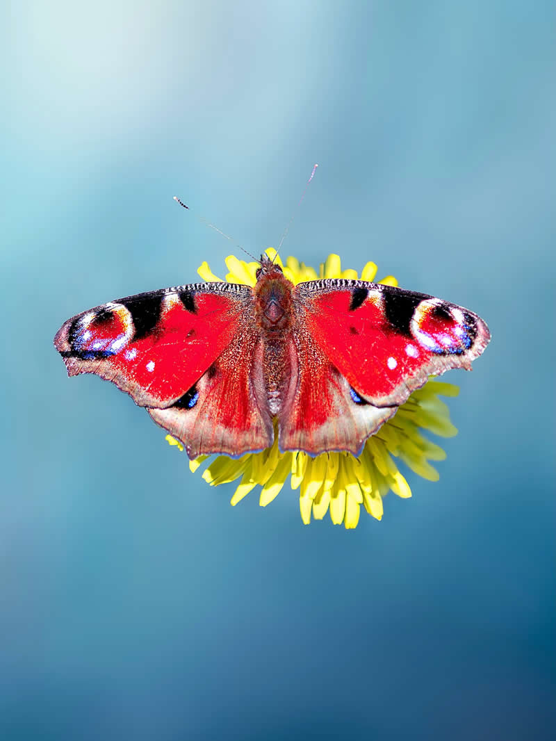 A striking macro photograph of a vibrant red butterfly with eye-like wing patterns resting on a bright yellow flower, set against a dreamy soft blue background with smooth bokeh.