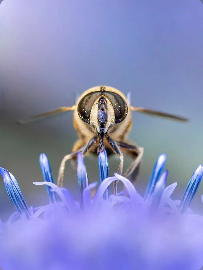 An extreme macro photograph of a tiny insect facing the camera while resting among delicate blue-purple flower petals, with dreamy soft-focus bokeh creating an ethereal atmosphere.