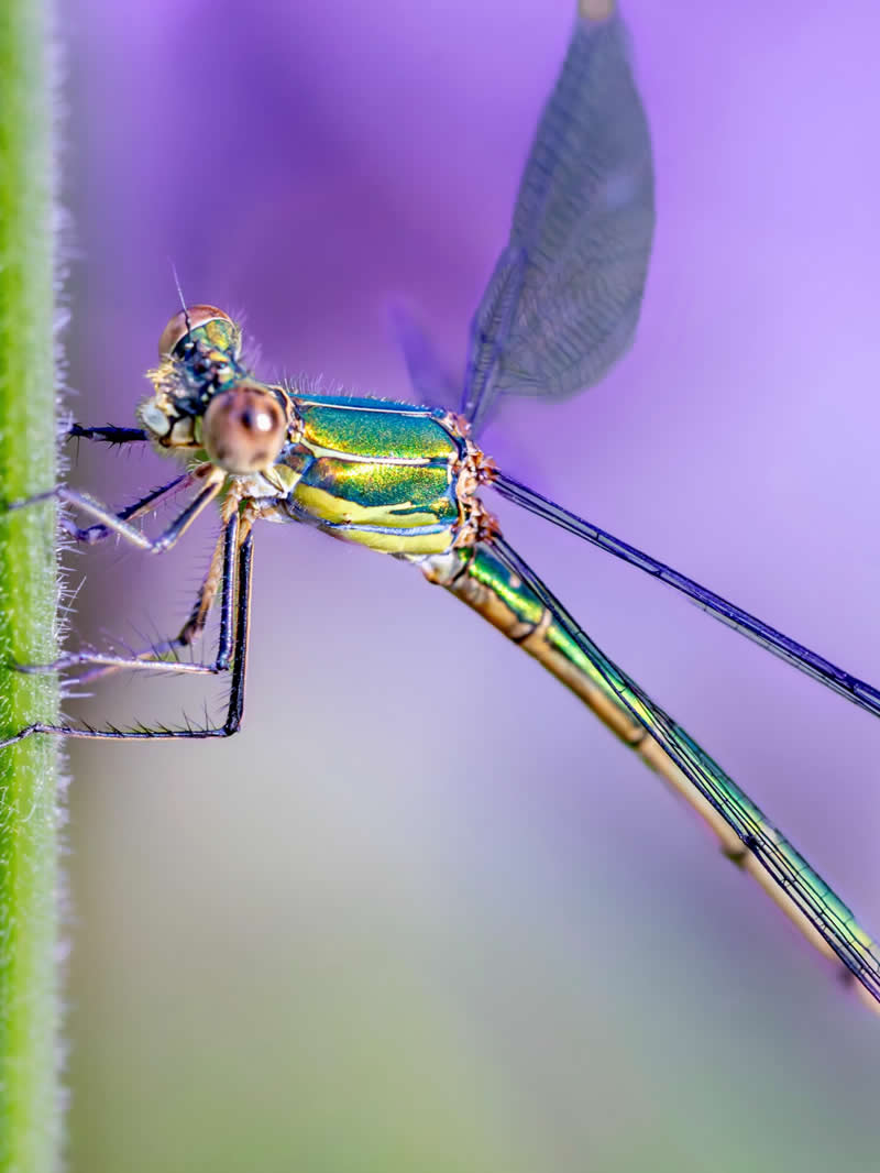 A stunning macro photograph of a metallic green damselfly clinging to a plant stem, with delicate translucent wings and a dreamy purple pastel background creating an ethereal mood.