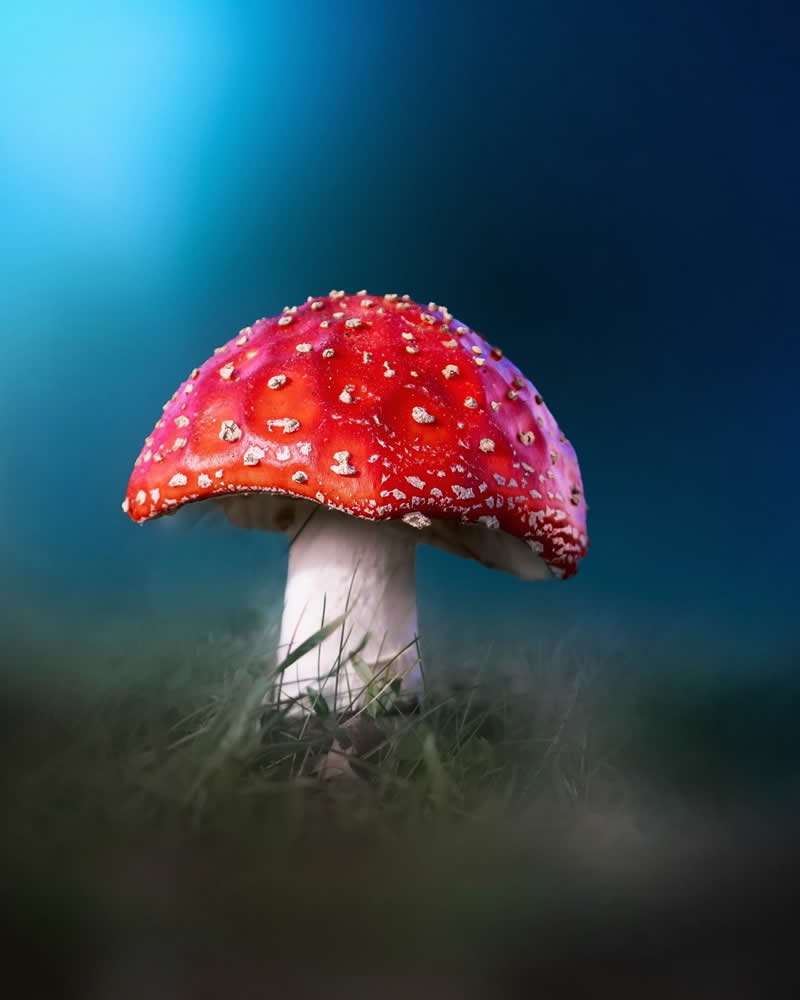 A magical macro photograph of a bright red fly agaric mushroom with white speckles standing in soft grass, illuminated against a deep blue dreamy forest background with cinematic bokeh.