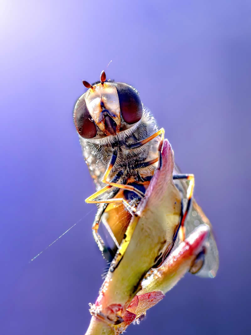 An extreme macro photograph of a hoverfly perched on a delicate plant stem, showcasing its large reflective eyes and intricate body details against a dreamy purple pastel background.