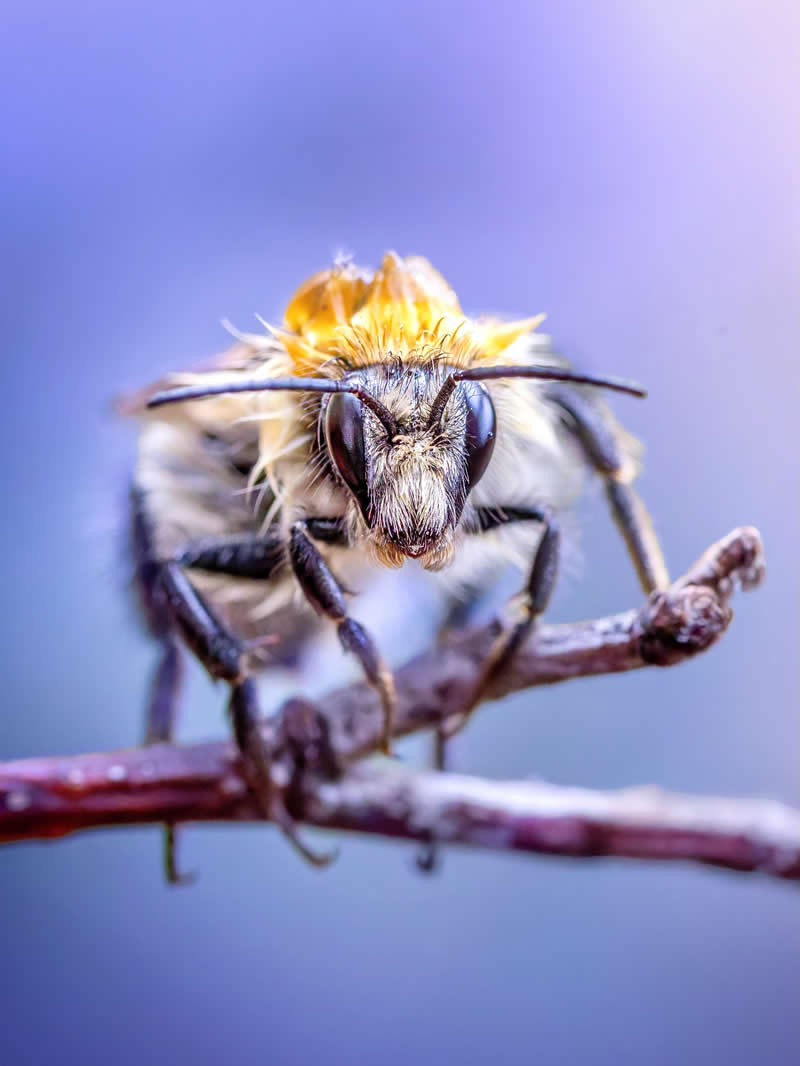 An extreme macro photograph of a fuzzy bee perched on a thin branch, revealing intricate facial details and textured hairs against a dreamy lavender-blue blurred background.