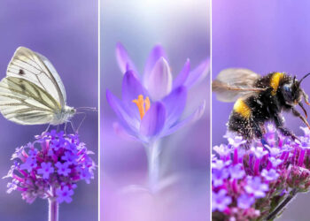 Mesmerizing Macro Photos by Lisette