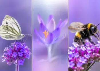 Mesmerizing Macro Photos by Lisette