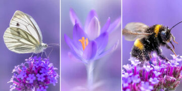 Mesmerizing Macro Photos by Lisette