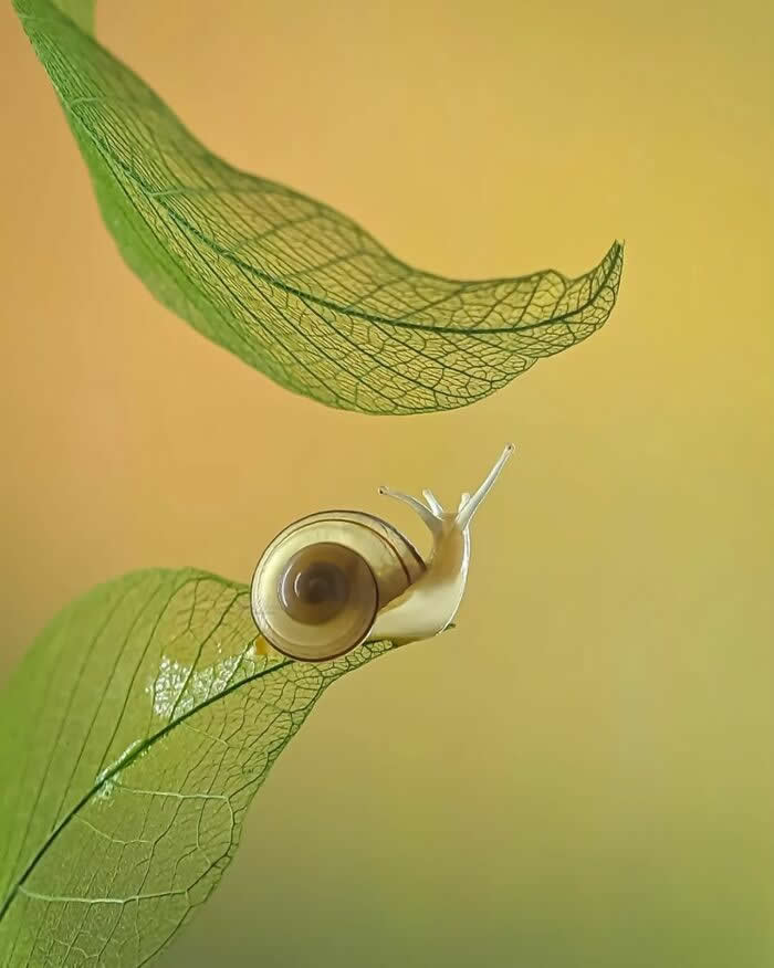 A delicate macro photograph of a tiny snail resting on a translucent green leaf, framed by another floating leaf above, against a soft golden background.