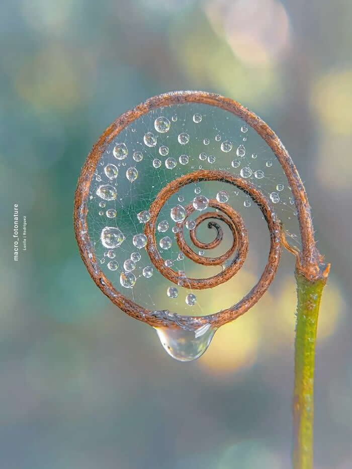 A dreamy macro photograph of a curled fern tendril decorated with sparkling water droplets and delicate spider silk, glowing softly against a blurred pastel background.