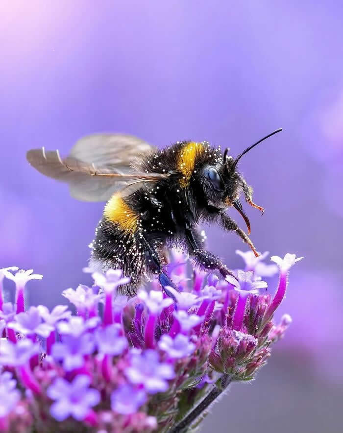 A stunning macro photograph of a fuzzy bumblebee covered in tiny pollen grains, perched on vibrant purple flowers against a soft lavender blurred background.